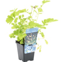 Geum plante aquatique en pot