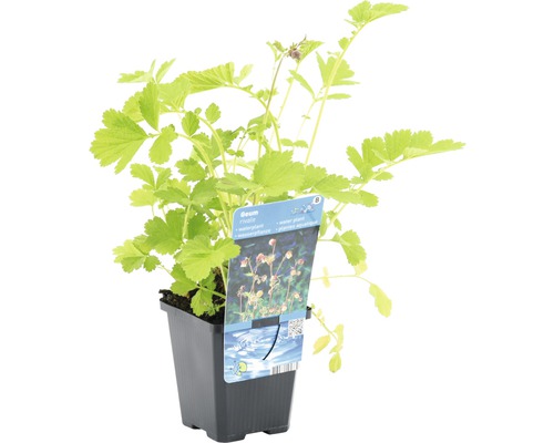 Geum plante aquatique en pot
