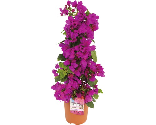 Bougainvillea en pyramide FloraSelf Bougainvillea 'Sanderiana' hauteur totale env. 50 cm pot Ø 19 cm violet