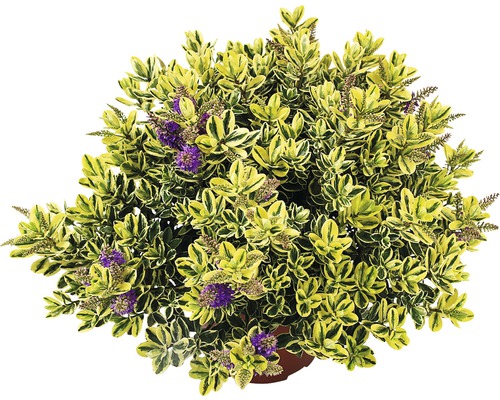 Strauchveronika FloraSelf Hebe andersonii Ø 23 cm Topf zufällige Sortenauswahl Immergrüner Strauch mit grünen und gelben Blättern und violetten Blüten