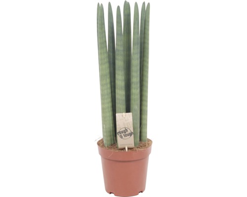 Sansevieria cylindrica FloraSelf 'Straight' H 43-47 cm pot Ø 14 cm