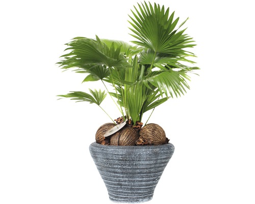 Livistona mini palmera artificial 65 cm