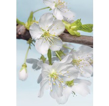 Gros plan sur une branche de fleurs de cerisier