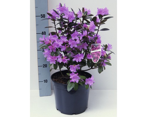 Rhododendron im Topf mit lila Blüten