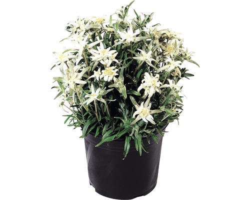 Edelweiß FloraSelf Leontopodium souliei H 5-20 cm Co 3 L