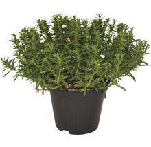 Sarriette FloraSelf Satureja montano 'Bolero' pot Ø 12 cm-thumb-0