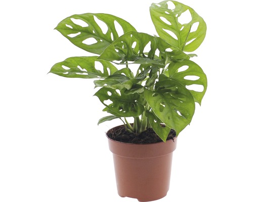 Monstera Pflanze im Topf