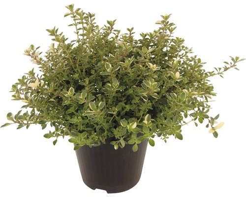 Thym argenté FloraSelf Thymus citriodorus 'Silver Queen' pot Ø 12 cm