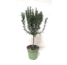 Plant de romarin FloraSelf Rosmarinus officinalis pot Ø 14 cm-thumb-0 Plant de romarin FloraSelf Rosmarinus officinalis pot Ø 14 cm-thumb-0