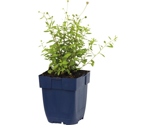 Topfpflanze Rudbeckia triloba im Topf