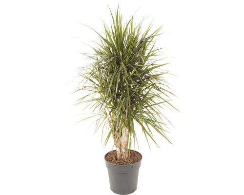 Drachenbaum FloraSelf Dracaena massangeana H 100-120 cm Ø 27 cm Topf verzweigt Drachenbaum Zimmerpflanze im Topf