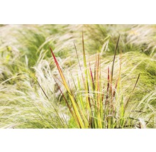 Herbe ornementale dans une plate-bande