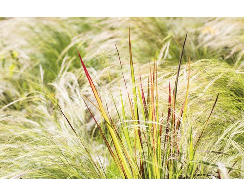 Herbe ornementale dans une plate-bande