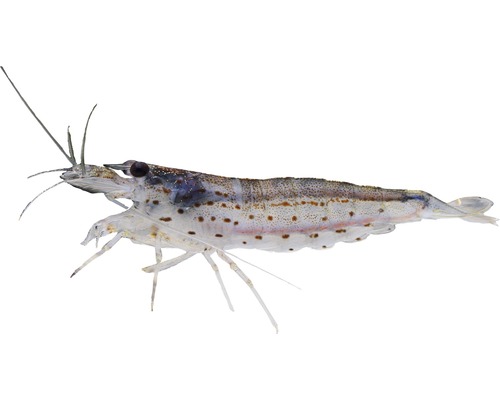 Garnele Amano Algengarnele - Caridinia multidentata Deutsche Nachzucht Garnele im Detail