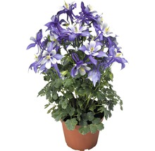 Akelei Pflanze im Topf mit blau-weißen Blüten