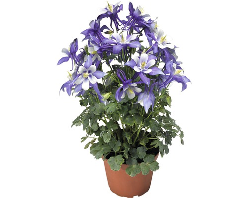 Akelei Pflanze im Topf mit blau-weißen Blüten