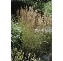 Jardin avec Molinie