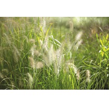 Graminées ornementales décoratives dans le jardin
