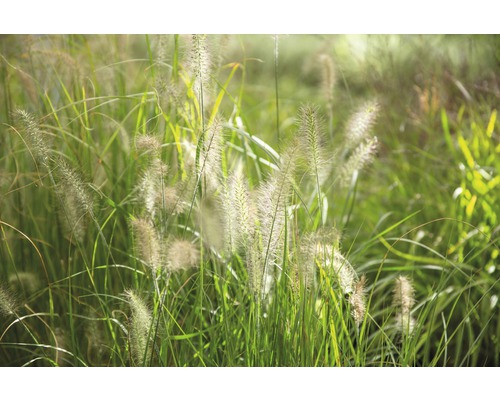 Graminées ornementales décoratives dans le jardin