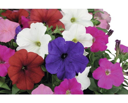 Pétunias de différentes couleurs