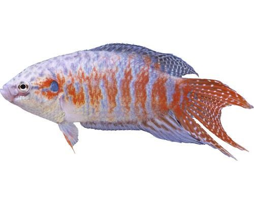 Fisch Paradiesfisch - Macropodus opercularis