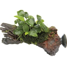Bonsai Zwergspeerblatt - Anubias Bonsai auf Nanowood mit Sauger ca. 13 x 3 x 9 cm
