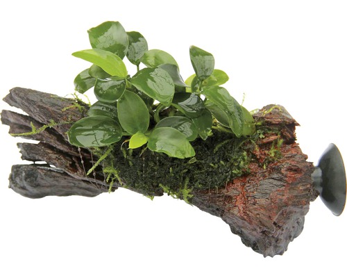 Anubias naine bonsaï - Anubias Bonsai sur Nanowood avec ventouse env. 13 x 3 x 9 cm Plante d''aquarium sur racine avec ventouse pour fixation dans l''aquarium