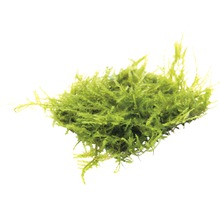 Bogor Moos - Taxiphyllum barbieri