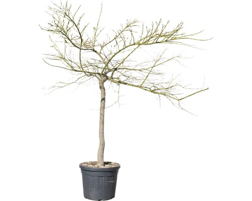 Érable en pot sans feuilles