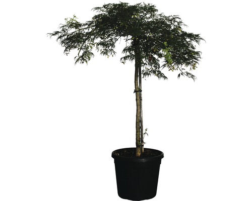 Grüner Schlitzahorn FloraSelf Acer palmatum dissectum 'Viridis' Co 30 L