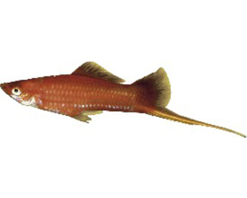 Fisch Schwertträger Mix rot - Xiphophorus helleri