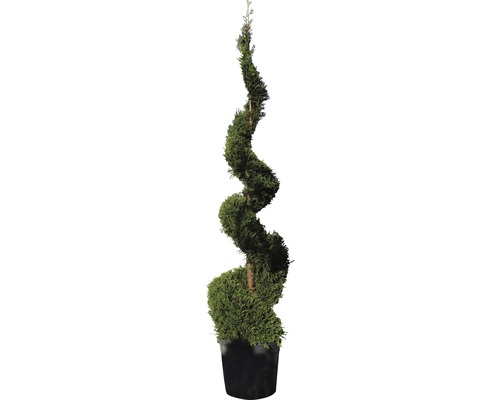 Gelbe Leyland-Zypresse FloraSelf Cupressocyparis leylandii 'Castlewellan Gold' H 200-220 cm Co 70 L