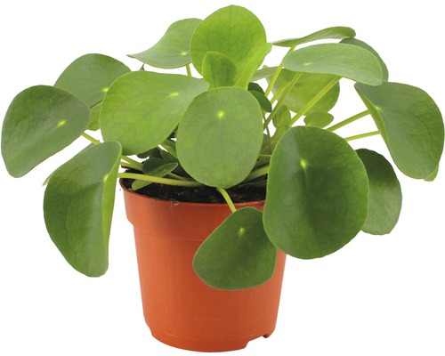 Pilea, plante à monnaie chinoise FloraSelf Pilea peperomioides H 17-22 cm pot de Ø 10,5 cm