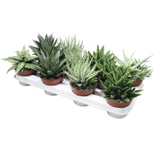 Aloe FloraSelf® différentes variétés pot de 10,5-thumb-1