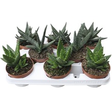Aloe FloraSelf® différentes variétés pot de 10,5-thumb-2