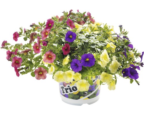 Mélange de fleurs en pot, différentes couleurs de fleurs