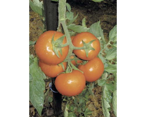 Tomates FloraSelf Bio Lycopersicum esculentum var. esculentum pot Ø 9 cm assorties