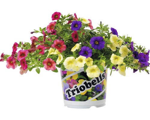 Calibrachoa en fleurs en pot