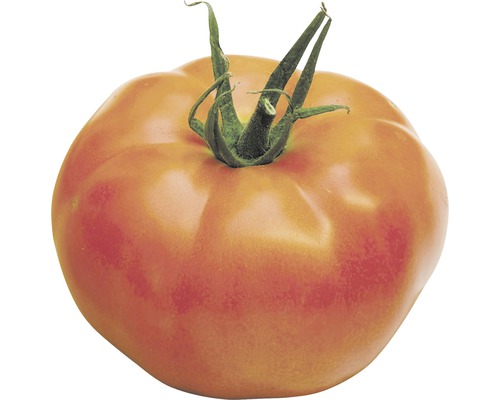 Tomate charnue FloraSelf Bio Lycopersicum esculentum var. esculentum 'St Pierre' pot Ø 9 cm
