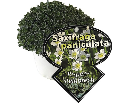 Rispen-Steinbrech FloraSelf Saxifraga paniculata H5-10 cm Co 0,5 L