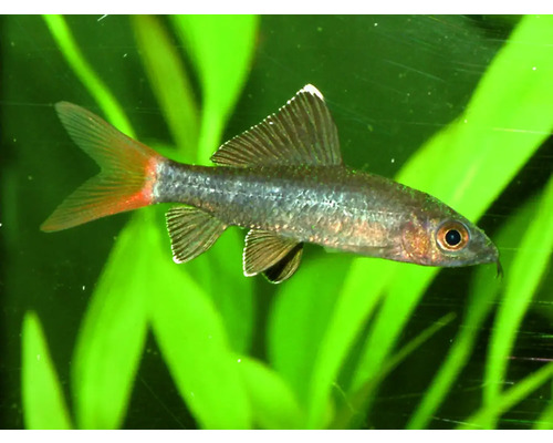 Rüsselbarbe im Aquarium