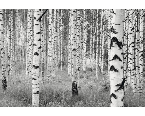 Papier peint panoramique intissé XXL4-023 Woods 4 pces 368 x 248 cm Motif de forêt de bouleaux en noir et blanc pour le jardin