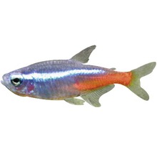 Poisson Neon Tetra med - Paracheirodon innesi