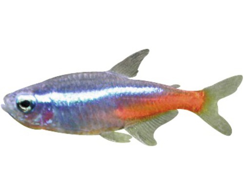 Neonfisch