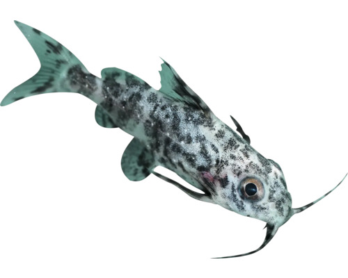 Poisson-chat Synodontis avec motif à pois pour aquariums