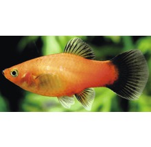 Un seul poisson d''ornement platy perroquet