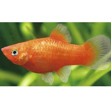 Poisson Platy rouge pour aquarium