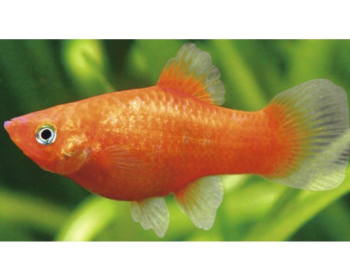 Poisson Platy rouge pour aquarium