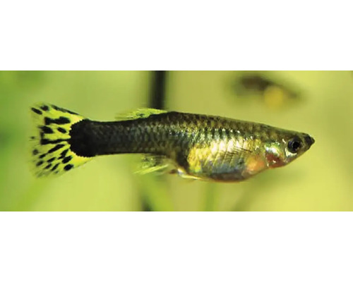 Guppy mit gelber Schwanzflosse