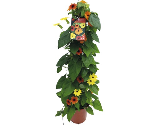 Suzanne aux yeux noirs en pyramide FloraSelf Thunbergia alata hauteur totale env. 90 cm pot Ø 19 cm trois couleurs-0